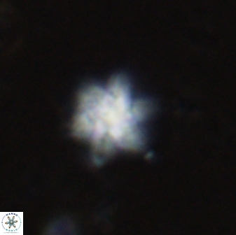 Olladiscoaster molae 31136