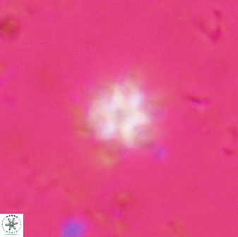 Olladiscoaster molae 31137