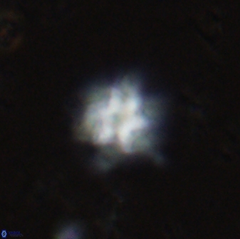 Olladiscoaster molae 31138