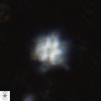 Olladiscoaster molae 31138