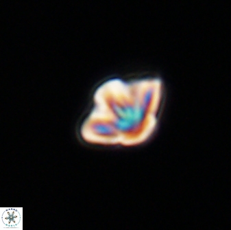Olladiscoaster molae 32283