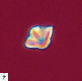 Olladiscoaster molae 32284