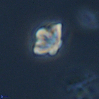 Olladiscoaster molae 32290