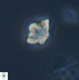 Olladiscoaster molae 32290
