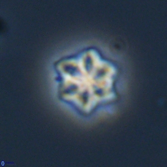 Olladiscoaster molae 32291