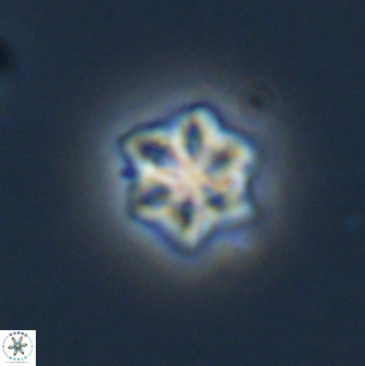 Olladiscoaster molae 32291