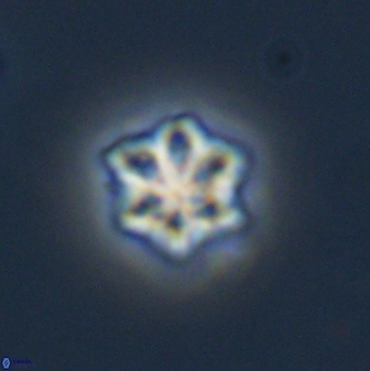 Olladiscoaster molae 32292