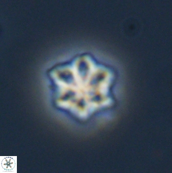 Olladiscoaster molae 32292