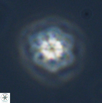 Olladiscoaster molae 32293