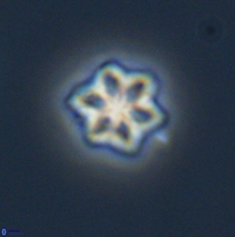 Olladiscoaster molae 32294