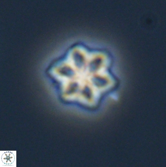 Olladiscoaster molae 32294