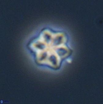 Olladiscoaster molae 32295