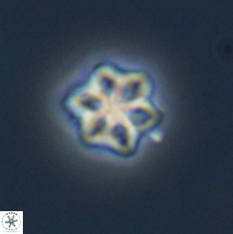 Olladiscoaster molae 32295
