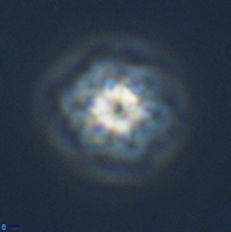 Olladiscoaster molae 32296