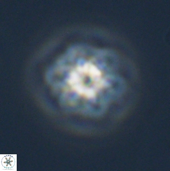 Olladiscoaster molae 32296