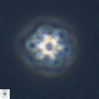 Olladiscoaster molae 32297