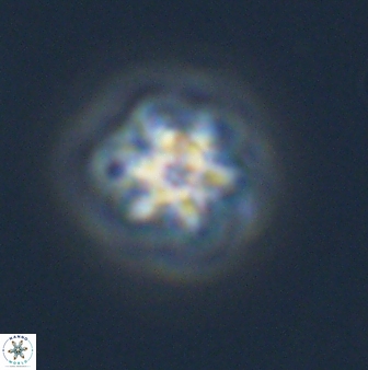 Olladiscoaster molae 32298