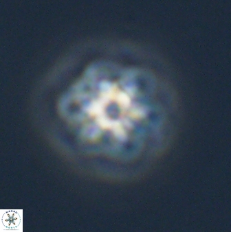 Olladiscoaster molae 32299
