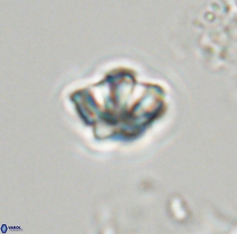 Olladiscoaster molae 32340