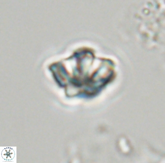 Olladiscoaster molae 32340