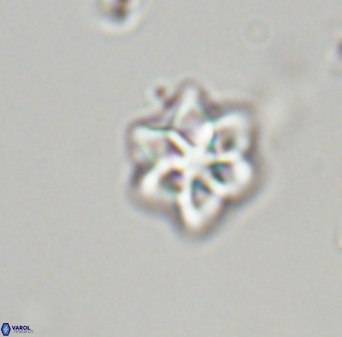 Olladiscoaster molae 32341