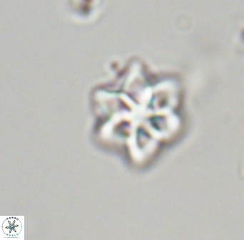 Olladiscoaster molae 32341