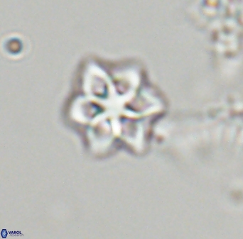 Olladiscoaster molae 32342