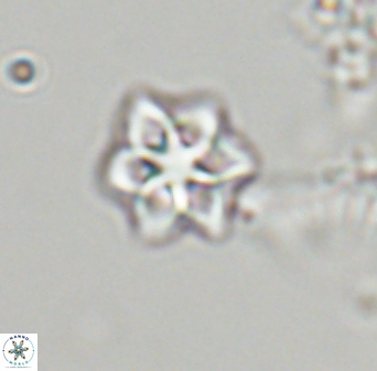 Olladiscoaster molae 32342