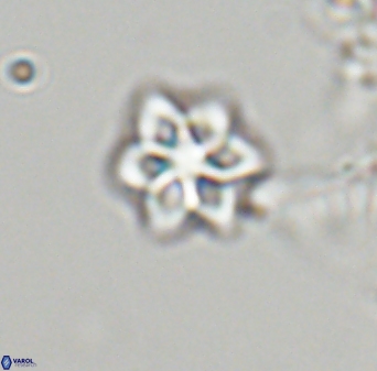 Olladiscoaster molae 32343