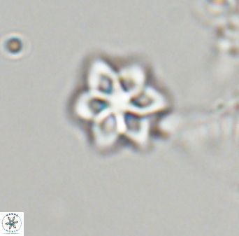 Olladiscoaster molae 32343