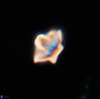 Olladiscoaster molae 31121