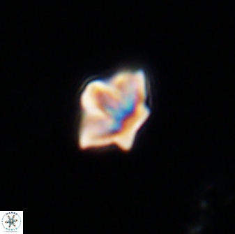Olladiscoaster molae 31121