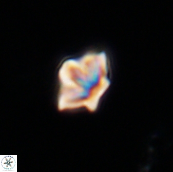 Olladiscoaster molae 32351