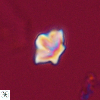 Olladiscoaster molae 32352