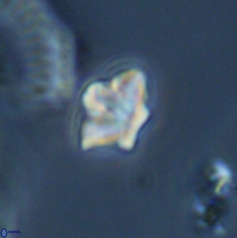 Olladiscoaster molae 31121