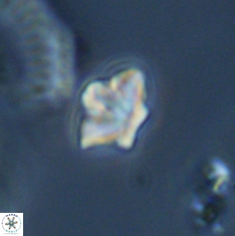 Olladiscoaster molae 31121