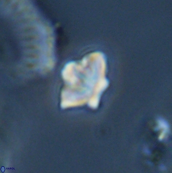 Olladiscoaster molae 32355