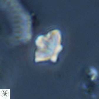 Olladiscoaster molae 32355