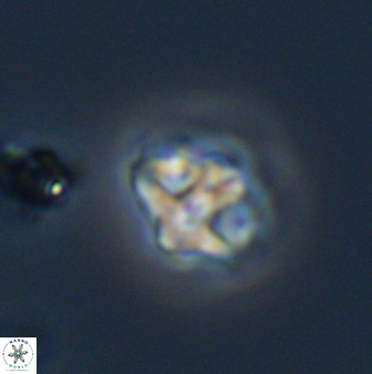Olladiscoaster molae 32301