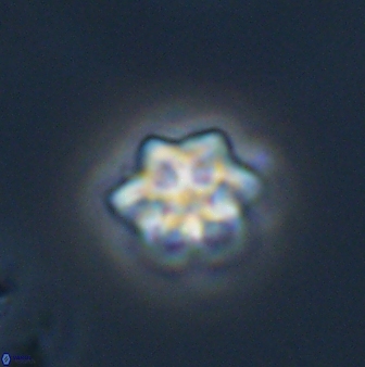 Olladiscoaster molae 32302