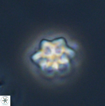 Olladiscoaster molae 32302