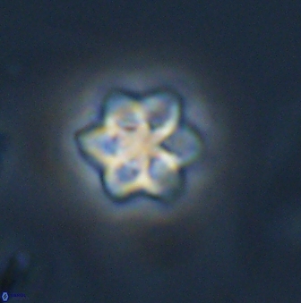 Olladiscoaster molae 32303