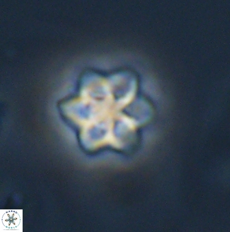 Olladiscoaster molae 32303