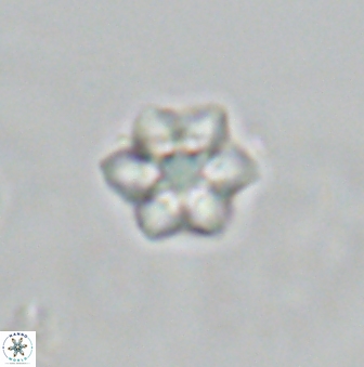 Olladiscoaster molae 32304