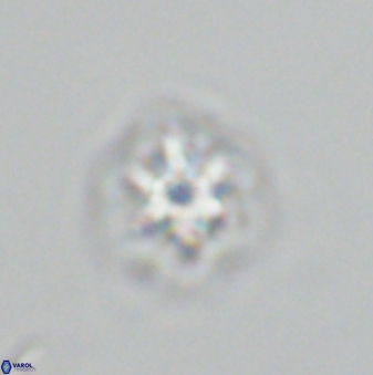 Olladiscoaster molae 32305