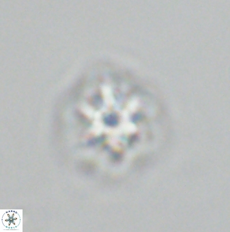 Olladiscoaster molae 32305