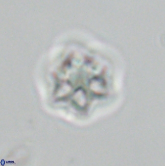 Olladiscoaster molae 32307