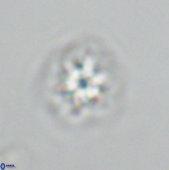 Olladiscoaster molae 32308