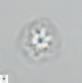 Olladiscoaster molae 32308