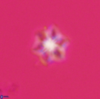 Olladiscoaster molae 32309